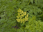 �����Ԥ����˷��򤷤褦��