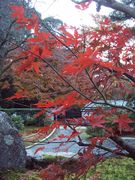 京都の紅葉☆