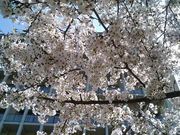 ���Ӥ����ץ���ʡ����˥���