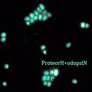 ProteorH+odpsiN