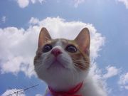 �ޥ����β�