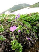 �����λ�ι