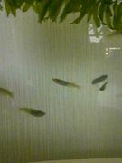Ωر