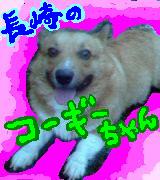 長崎のコーギーちゃん！♡