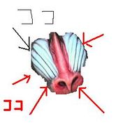ޥɥ
