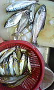 金沢海で料理出来る魚を釣りたい