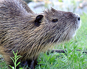 ���ɤ��֤ĤΤ���