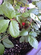 �����δ������ä�