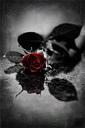 ߦώ*+Black Rose+*ߦώ