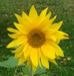 Helianthus