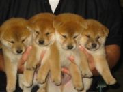 奈良で犬好き集まれ