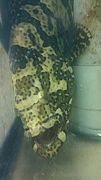 ザ・肉食魚