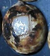 �ԣ�塡�ƣգΣΣ١��ģ��