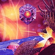 Seahawks / Seahawkes