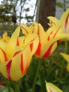 ♥�֤Υ���������♥