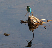 野鳥をもっと知りたい