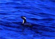 �����ꥦ�ߥ�����