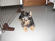 SSS（銀ちゃんかっこいいよね）