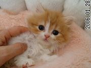 �˥������쥤������