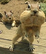 ���餬�ɥ��