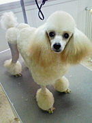 DOG���ѿȼ̿��ۡ�