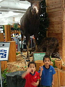 �Ҷ�������