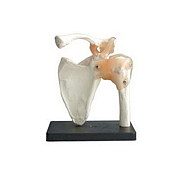 ���»�����������