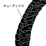 ���塼�ƥ�����ϥˡ���