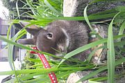 埼玉 うさぎオフ会 うさんぽ会