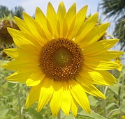 �ޤä���ξ�