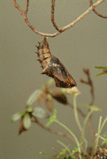 チョウ・昆虫の生態写真