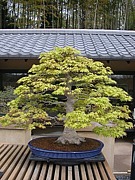 �ߺϡ�s��Cafe��