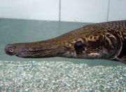 ���ꥲ����������