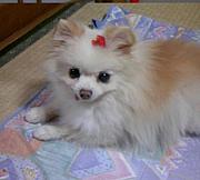 ♡�ݥ��˥������♡