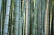 竹の隙間