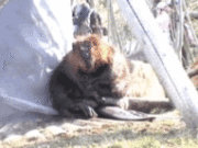 �ӡ��С��γڤ���ư�� ���Σ�