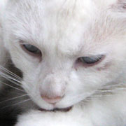 秘密結社しろねこ団