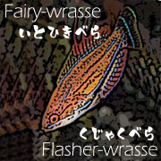 Fairy&Flasher union