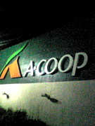 ��Σ�������