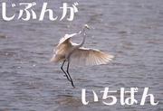 ���������罸