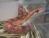 アルビノレッドコーンスネーク蛇