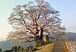 岡山☆醍醐桜