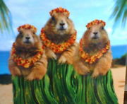 子連れフラダンスママの会 杉並