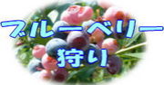 �֥롼�٥꡼����