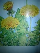 �ص��̿��Ȥ���ݤݡ�