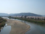 ・八幡市の背割堤　　　