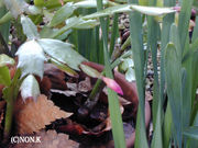 �����ǥ˥�