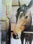 馬が好きなV系愛好家