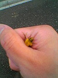 ݲ˪