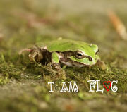 �����ࡦFLOG